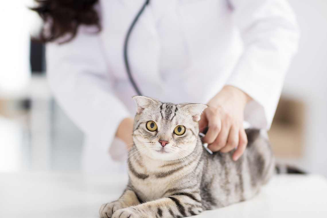 Importanza della medicina preventiva nella malattia renale cronica del gatto